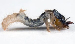 Tiger beetle larvae 