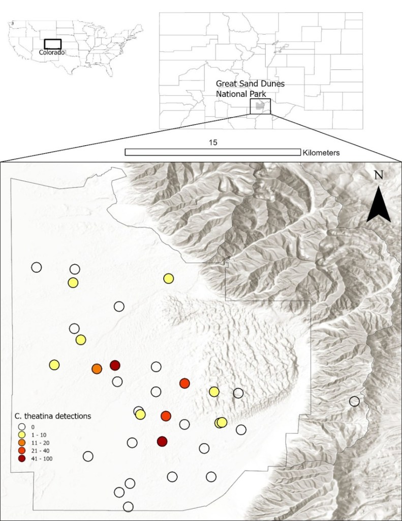 Cicindela theatina map