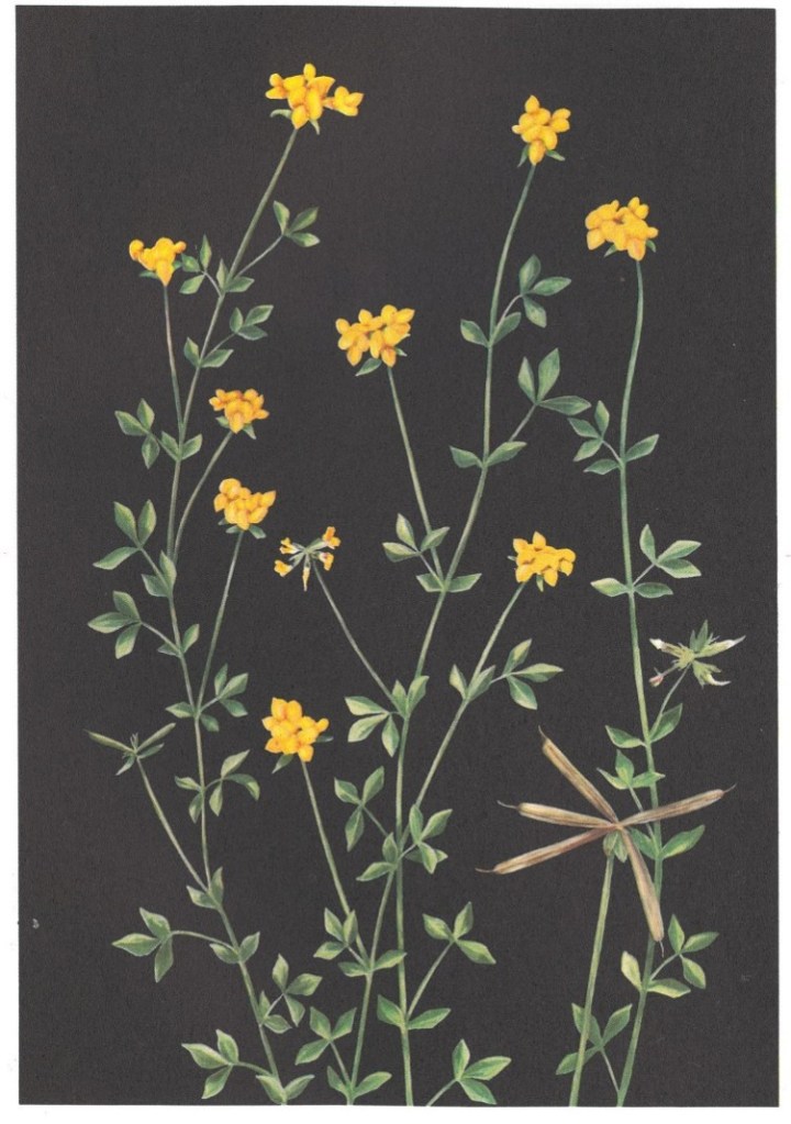 Birdsfoot Trefoil