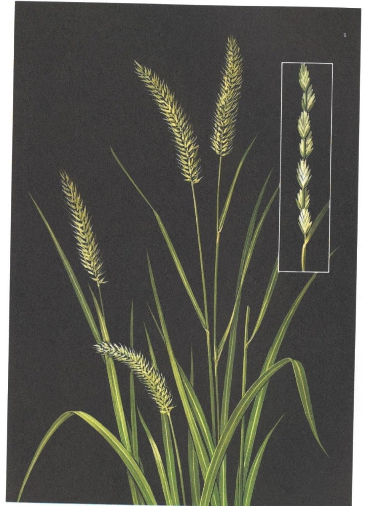 Wheatgrass, Crested