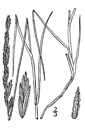 Wheatgrass, Thickspike