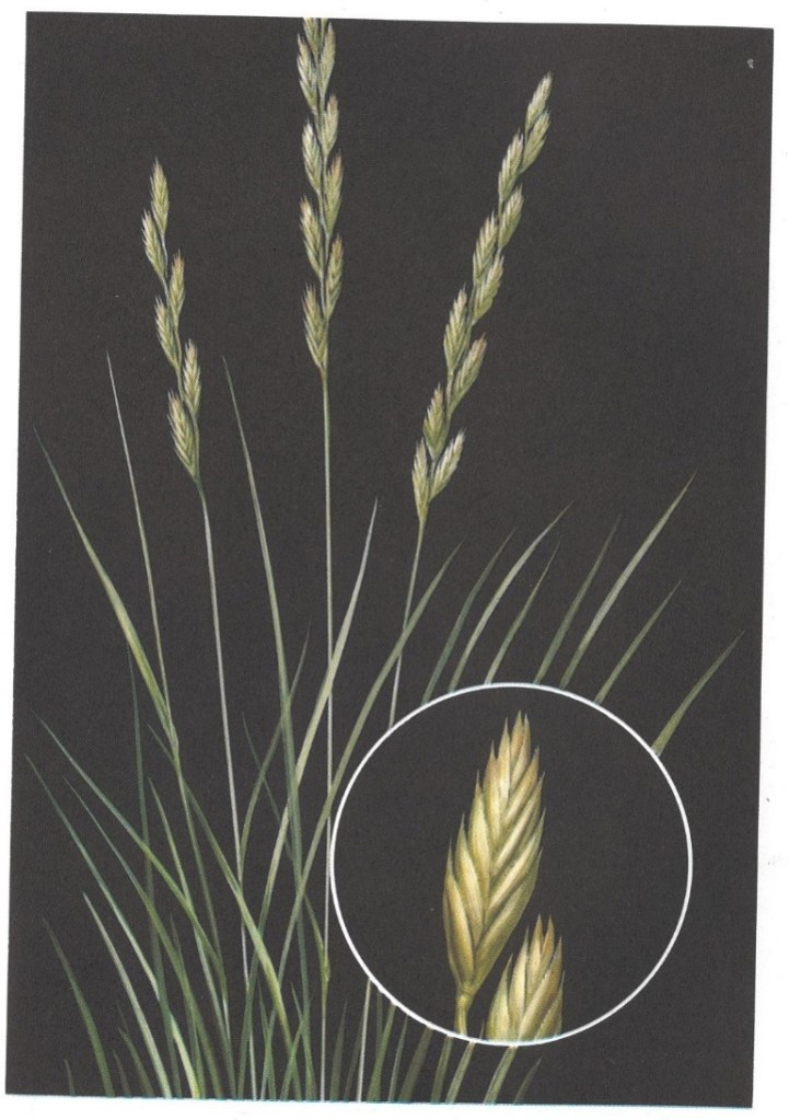 Wheatgrass, Western