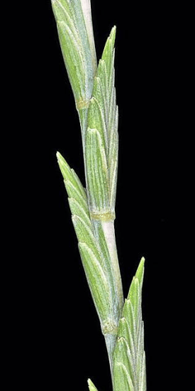 Wheatgrass, tall