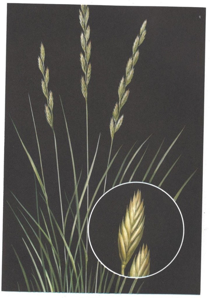 Wheatgrasses, Intermediate and Pubescent
