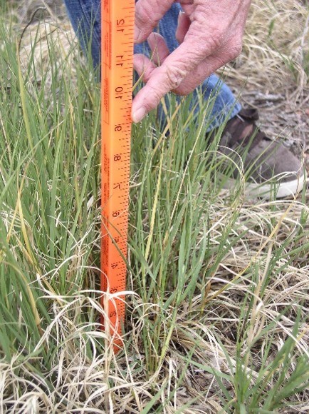A grazing stick to measure grass height