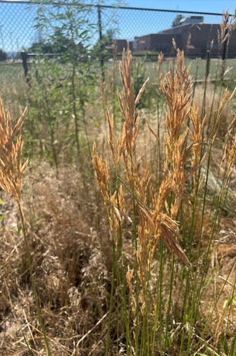 smooth brome seedhead
