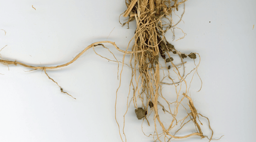 Rhizomes and roots of western wheatgrass